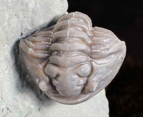 Wide, Enrolled Flexicalymene Trilobite - Ohio #61031